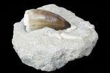Mosasaur Tooth With Shark & Fish Tooth - Excellent Prep #77977-2